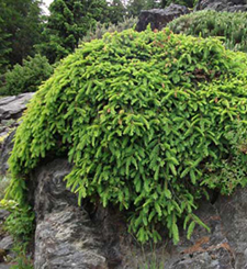   
Picea abies Repens